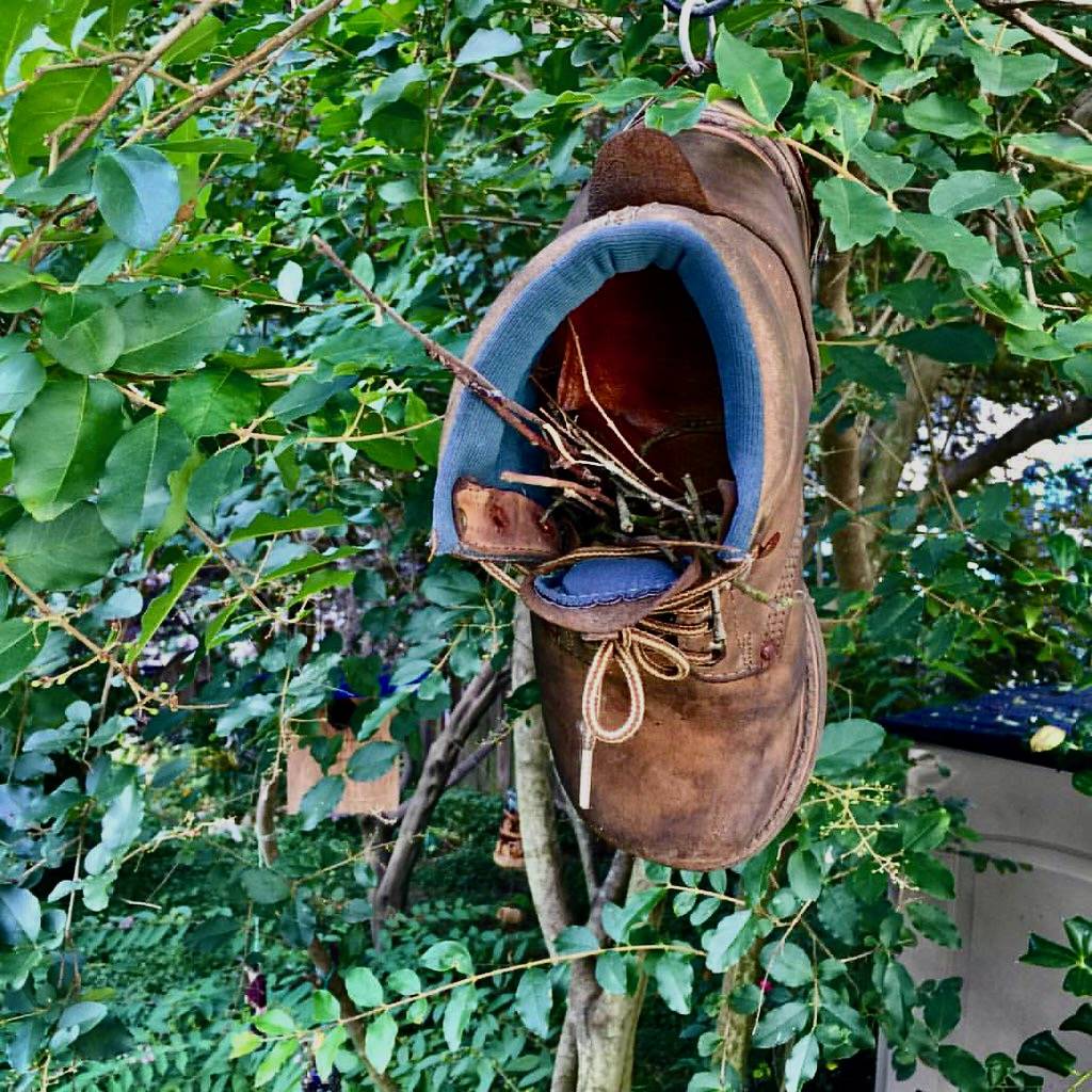 A House Wren is nesting in my 'shoe house'. by Tobyotter is licensed under CC BY 2.0.